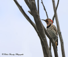 Pic flamboyant ( mâle )