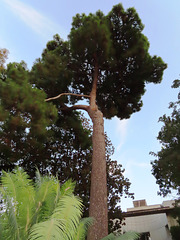 Valencia: Jardín botánico, 52