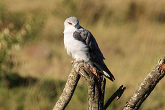 A Black-shouldered Kite