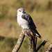 A Black-shouldered Kite