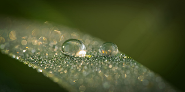 Das Spiel mit den kleinen Regenperlen :)) The game with the little rain beads :)) Le jeu avec les petites perles de pluie :))