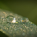 Das Spiel mit den kleinen Regenperlen :)) The game with the little rain beads :)) Le jeu avec les petites perles de pluie :))