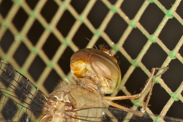 IMG 9687-1dragonfly