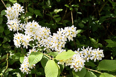 'Wild' Lilac, Wykeham Forest