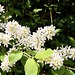 'Wild' Lilac, Wykeham Forest