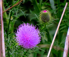 Bull thistle, this was at the top of a 7 ft plant.