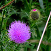 Bull thistle, this was at the top of a 7 ft plant.