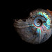 Ammonite nacrée