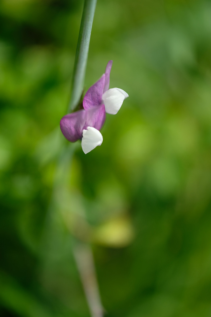 DSCF7436