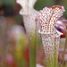 Pitcher Plant, Early Autumn