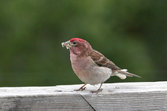 Cassin's Finch