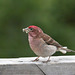 Cassin's Finch