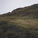 Red Deer on Place Fell