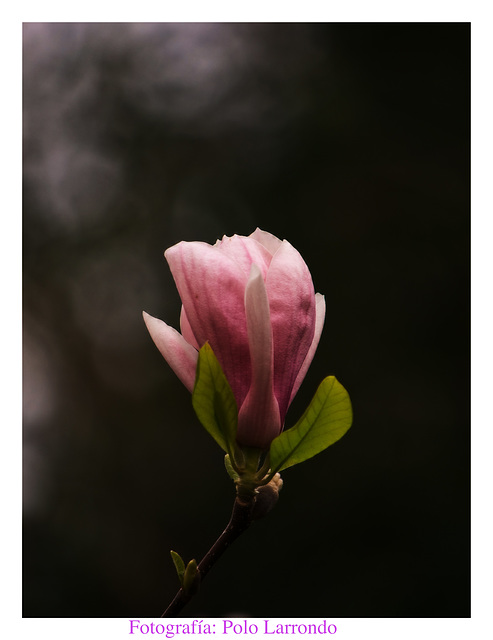 Magnolia liliifora