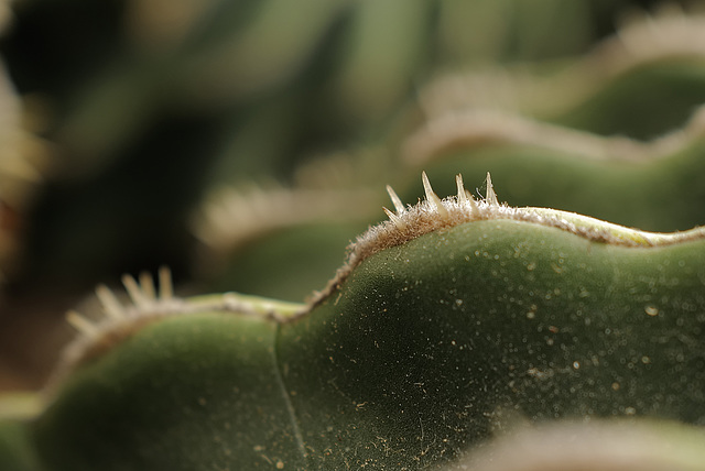 Echinicactus grusonii brevispina, Agressivity