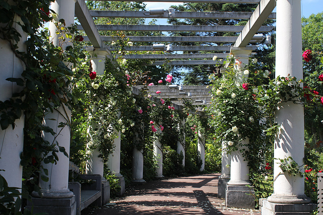 roseraie , pergola jardin Lecoq