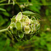 20210822 2446CPw [D~LIP] Grüne Stinkwanze (Palomena prasina) [Nymphe], Kleiner Wiesenknopf (Sanguisorba minor), Bad Salzuflen