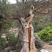 Sehr alter Olivenbaum