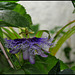 Passiflora Byron Beauty (3)