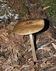 champignon-- mushroom