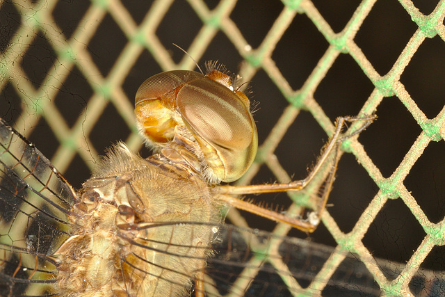 IMG 9688-1dragonfly