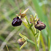 Spinnen-Ragwurz, Ophrys sphegodes s. l. - 2016-04-26_D4_DSC6739