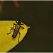 Beetle IMG_2387