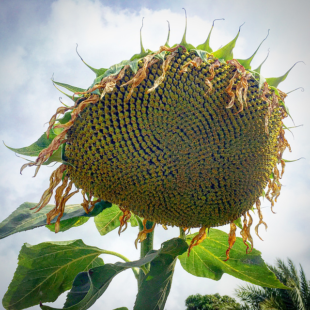 fading sunflower