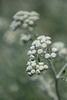 DSCF7439