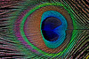 Pfauenfeder-Auge