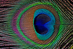 Pfauenfeder-Auge