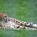 Gepard (Wilhelma)
