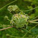 20210822 2447CPw [D~LIP] Grüne Stinkwanze (Palomena prasina) [Nymphe], Kleiner Wiesenknopf (Sanguisorba minor), Bad Salzuflen