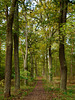 Allee im Berliner Grunewald