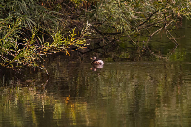 Little egret