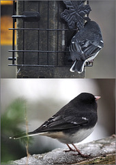 A new junco for me