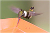 EF7A1618 Hummingbird
