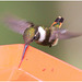 EF7A1618 Hummingbird