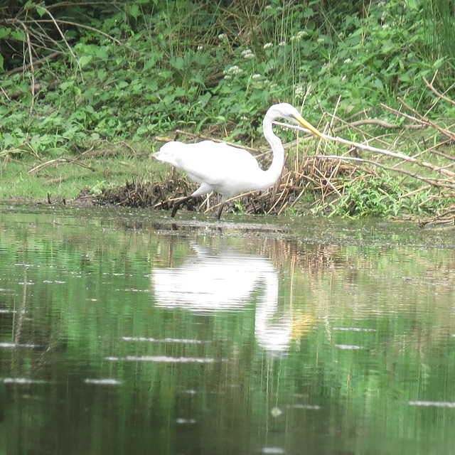 Great egret by the pond