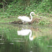 Great egret by the pond