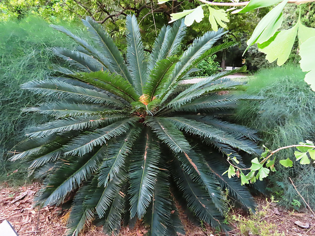 Valencia: Jardín botánico, 53