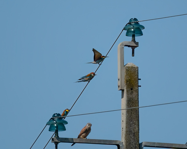 guêpiers d'Europe - faucon crécerelle guêpiers d'Europe - faucon crécerelle