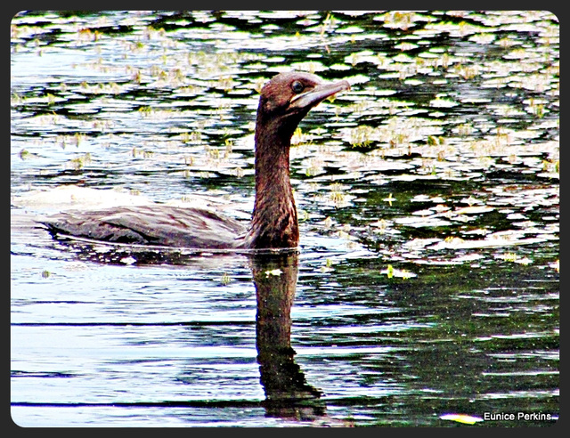 Shag in Jones Landing