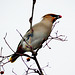 Waxwing