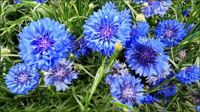 Fiori (161)