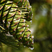 Droplets of sap on Limber Pine cones