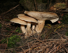 champignon-- mushroom