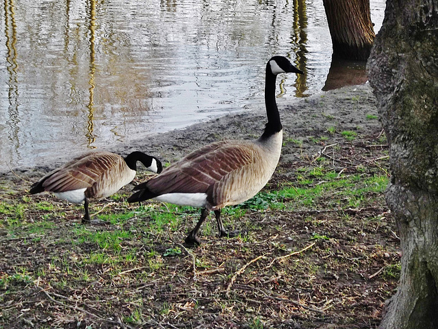 Au parc