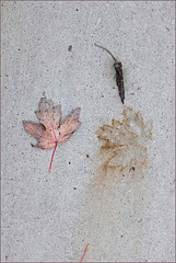 Leaf, sidewalk, dark day, redux