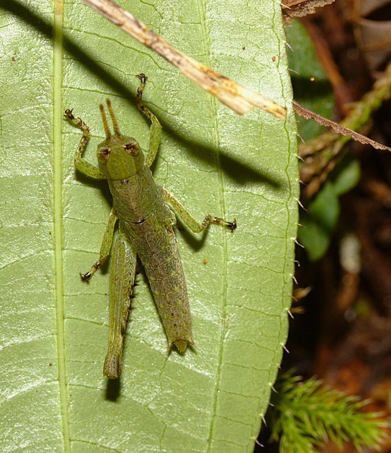 Grasshopper IMG_2392